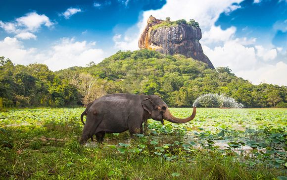 Elefante lanzando agua en Sigiriya  Sri Lanka 